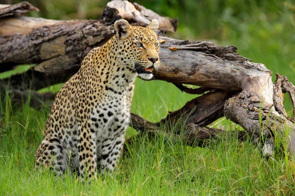 Leopardporträtt Okavango Delta Botswana Afrika Vild Katt Gömt Porträtt Gräset — Stockfoto