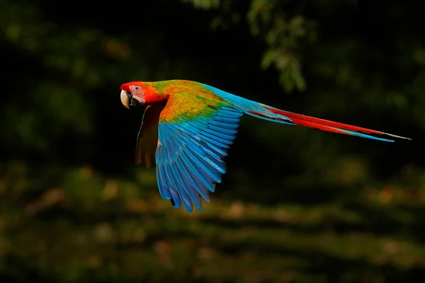 Hybride Ara Macao Ara Ambigua Forme Dans Forêt Tropicale Costa — Photo