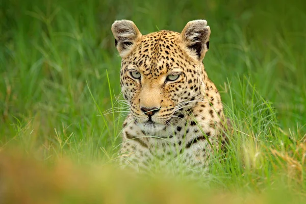 Leopard Panthera Pardus Shortidgei Okavango Delta Botswana Afrika Wildkatze Versteckt — Stockfoto