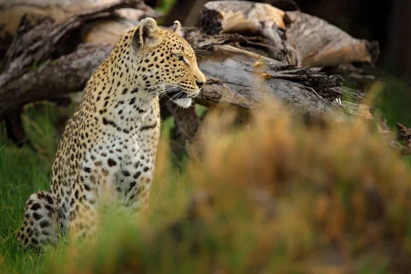 Leopard Panthera Pardus Shortidgei Okavango Delta Botswana Afrika Vild Katt — Stockfoto