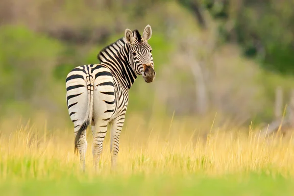 Zebra Yellow Golden Grass Burchell Zebra Equus Quagga Burchellii Nxai — Stock Photo, Image