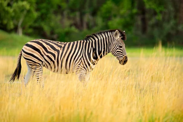 Zèbre Avec Herbe Jaune Dorée Zèbre Burchell Equus Quagga Burchellii — Photo