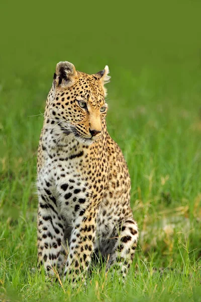 Leopardenporträt Okavango Delta Botswana Afrika Wilde Katze Versteckt Porträt Gras — Stockfoto