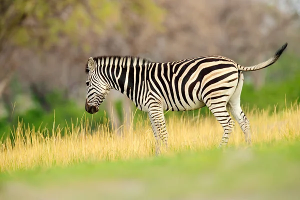 Зебра Жовтою Золотою Травою Zebra Burchell Equus Quagga Burchellii Nxai — стокове фото