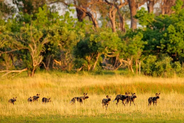 Pack Caza Perros Salvajes Botswana Escena Fauna África Moremi Delta —  Fotos de Stock