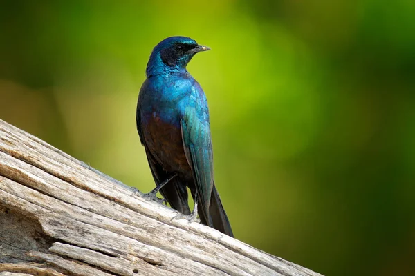 Estorninho Azul Brilhante Botsuana Meves Long Tailed Starling Lamprotornis Mevesii — Fotografia de Stock