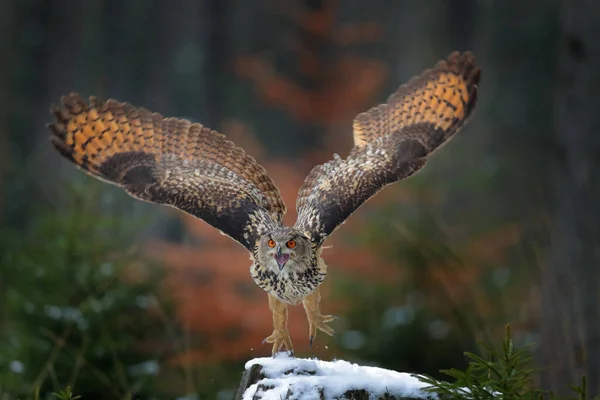 Podzimní Sova Létá Eurasian Eagle Owl Bubo Bubo Otevřenými Křídly — Stock fotografie