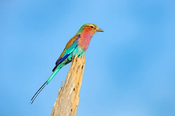 Leylak Göğüslü Rulo Coracias Caudatus Mavi Gökyüzü Ile Baş Dikenli — Stok fotoğraf