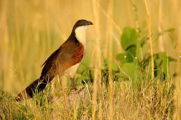 Coppery Tailed Coucal Centropus Cupreicaudus Especie Cuco Familia Cuculidae Sentado —  Fotos de Stock