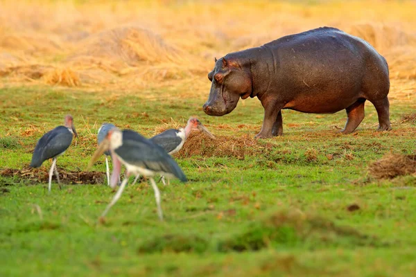 Hippo Afrikaanse Natuur Hippo Het Gras Nat Groen Seizoen Afrikaanse — Stockfoto