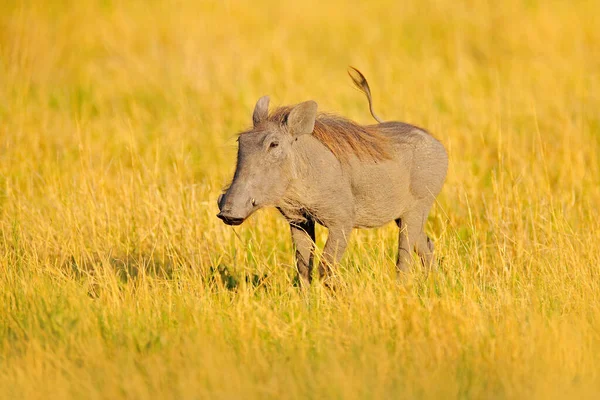 Jabalí Común Cerdo Salvaje Marrón Con Colmillo Detalle Primer Plano — Foto de Stock