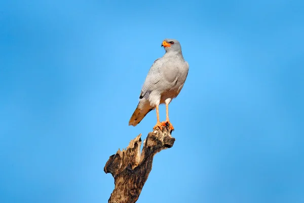 와일드 Wild Pale Ringing Goshawk Melierax Canorus Kalahari 맹금류 오렌지 — 스톡 사진