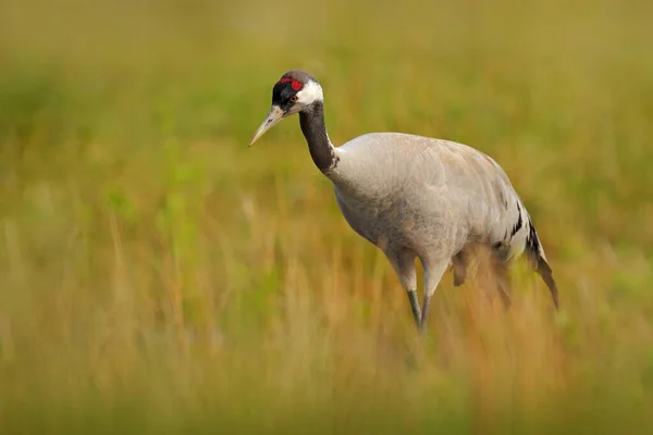 共通クレーン グラス 自然生息地の大きな鳥 フランス ヨーロッパからの野生動物のシーン 長い首を持つ灰色のクレーン 緑の草の中に ヨーロッパの生息地にある大きな鳥 — ストック写真