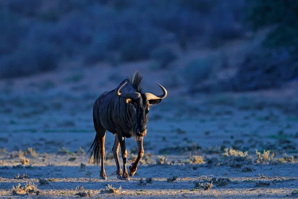 ブルー ワイルドベスト コノシェ タウリヌス 牧草地 アフリカのボツワナの自然生息地での大きな動物 ウィルデベスト サンセット — ストック写真