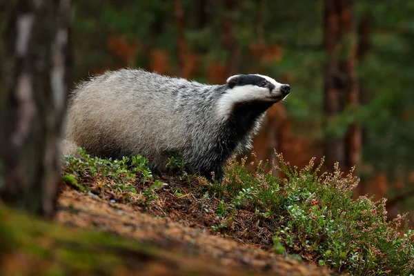 Badger Hutan Tersembunyi Semak Semak Cranberry Kayu Yang Bagus Latar — Stok Foto