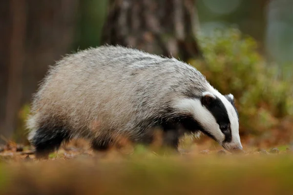 Blaireau Dans Forêt Caché Dans Des Buissons Canneberges Beau Bois — Photo