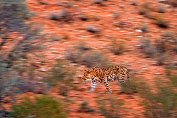 Afrika Leoparı Panthera Pardus Sanatsal Fotoğrafı Kamera Görüntüleme Teknikleriyle Hareketi — Stok fotoğraf