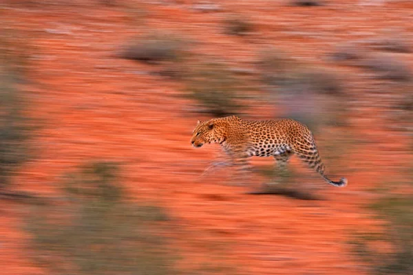 Afrika Leoparının Sanatsal Fotoğrafı Kamera Görüntüleme Teknikleriyle Hareketi Ifade Ediyor — Stok fotoğraf
