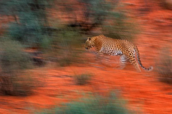 Foto Artística Leopardo Africano Panthera Pardus Expresando Movimiento Mediante Técnicas — Foto de Stock