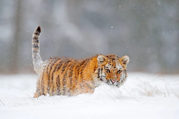 Vadvilág Oroszország Tigris Hideg Tél Oroszországi Taigában Hópelyhek Vad Amur — Stock Fotó