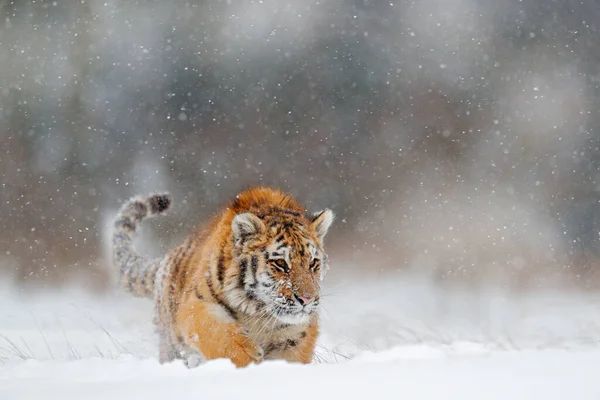 野生動物ロシア タイガー タイガ ロシアの寒い冬 野生のアムール猫と雪のフレーク タイガー雪の野生の冬の自然界で実行されます シベリアトラ 危険な動物と行動野生動物のシーン — ストック写真