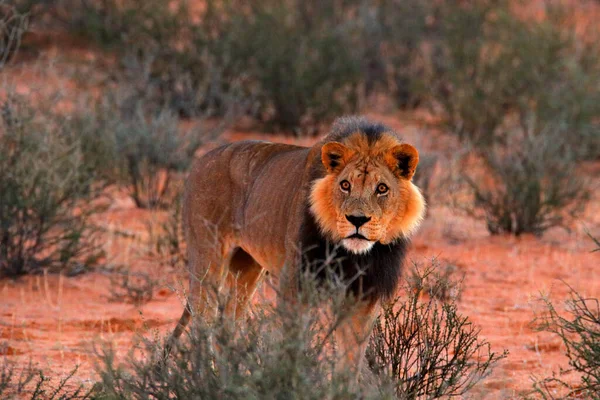 Lion Kgalagadi Dans Nuit Matin Botswana Lion Avec Crinière Noire — Photo