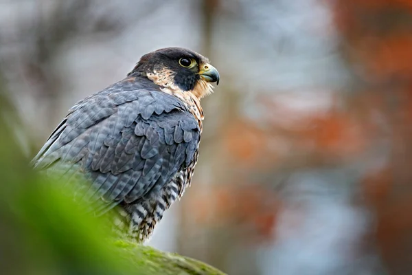 Peregrine Falcon坐在岩石上 罕见的鸟类在自然界的栖息地 在捷克山中的猎鹰Ceske Svycarsko国家公园 坐在石板上 — 图库照片
