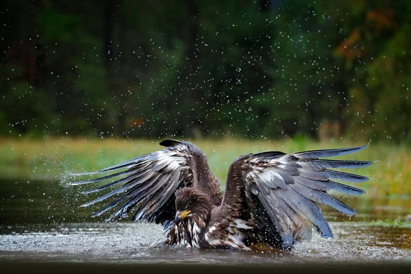 Adler Wassersee Tropfen Plätschern Große Flügel Seeadler Haliaeetus Albicilla Fliegt — Stockfoto
