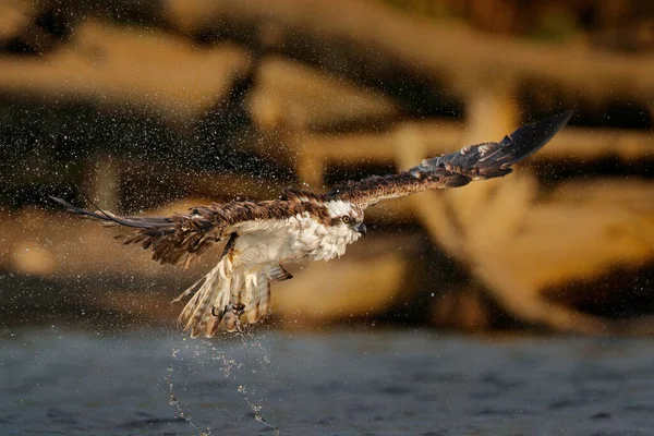 Létající Osprey Rybami Akční Scéna Ptákem Přírodní Vodní Stanoviště Lov — Stock fotografie