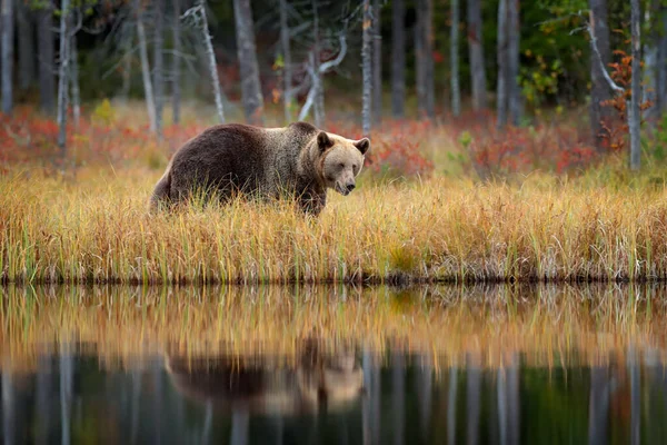 熊藏在黄色的森林里 秋天的树与熊 美丽的棕熊在湖面上漫步 秋天的色彩 栖息地的大危险动物 来自俄罗斯自然的野生动物场景 — 图库照片