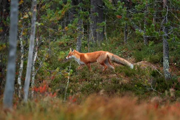 Fox Dans Habitat Renard Roux Vulpes Vulpes Bel Animal Sur — Photo