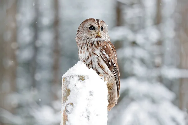 Foresta Invernale Con Neve Tawny Owl Durante Inverno Foresta Innevata — Foto Stock