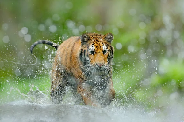 Tigre Corriendo Agua Animal Peligroso Tajga Rusia Animal Arroyo Del — Foto de Stock