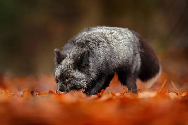 ブラックシルバーフォックス 珍しい形 秋の森で遊ぶ濃い赤狐 野生の自然からの野生動物のシーン ロシアからの面白い画像 黒と白の尾を持つかわいい哺乳類 — ストック写真