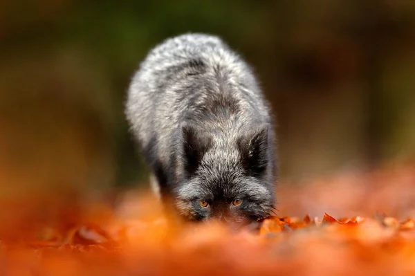 黑银狐狸 罕见的形态 深红色的狐狸在秋天的森林里玩耍 野生大自然的野生动物场景 来自俄罗斯的有趣图片 有黑白尾巴的可爱哺乳动物 — 图库照片