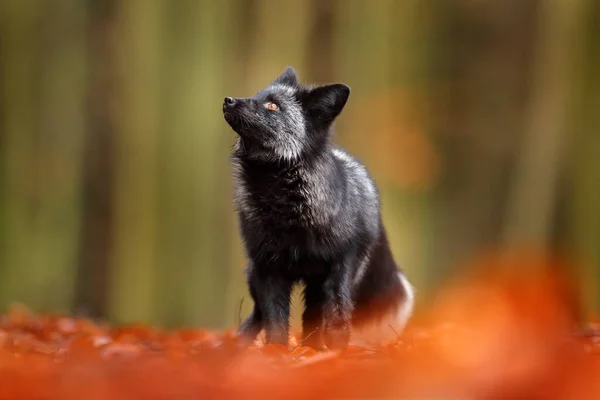 Black silver fox, rare form. Dark red fox playing in autumn forest. Wildlife scene from wild nature. Funny image from Russia. Cute mammal with black and white tail.