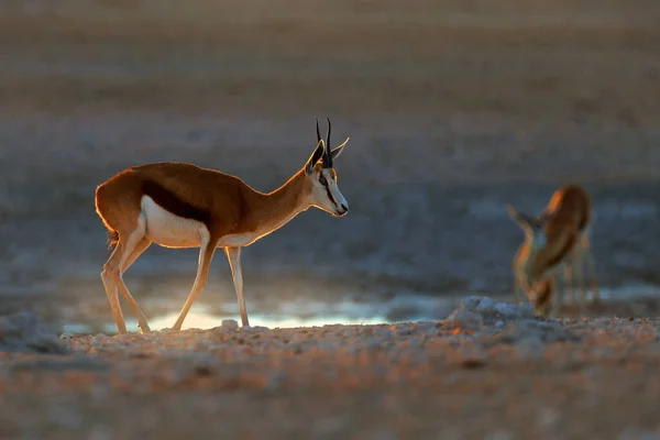 Antylopa Springbok Antidorcas Marsupialis Afrykańskim Suchym Środowisku Etocha Namibia Ssak — Zdjęcie stockowe