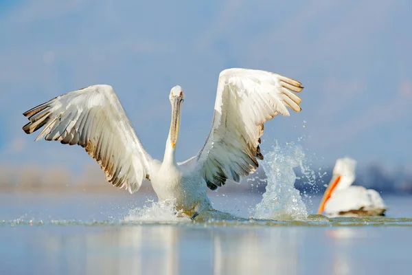 鳥は水の中から始まる ダルマチアのペリカン ペリカヌス危機 ギリシャのケルキニ湖への上陸 開いた翼を持つペリカン ヨーロッパの自然からの野生動物のシーン — ストック写真
