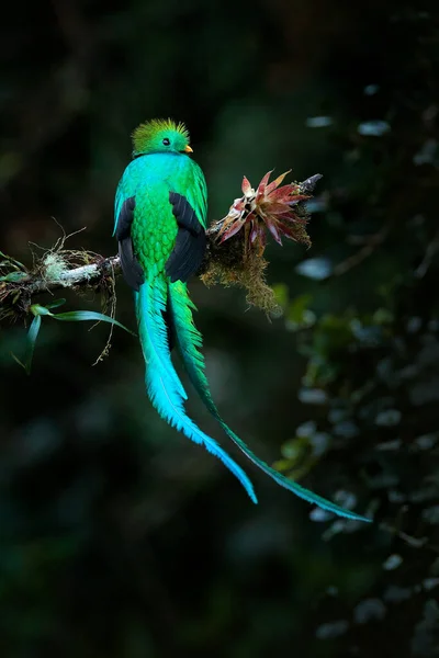 Quetzal Pharomachrus Mocinno Nature Costa Rica Avec Forêt Verte Magnifique — Photo