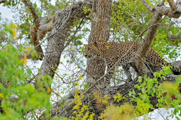 Leopardo Sri Lanka Panthera Pardus Kotiya Gato Manchado Grande Tendido — Foto de Stock