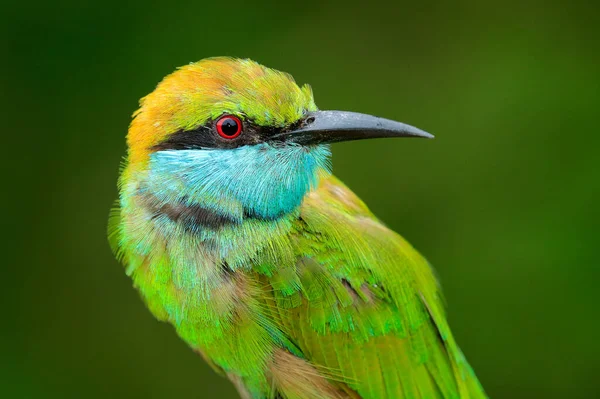 スリランカからの美しい鳥の詳細肖像画 リトル グリーン イーター メロップス オリエンタルリス エキゾチックな緑と黄色の珍しい鳥 — ストック写真