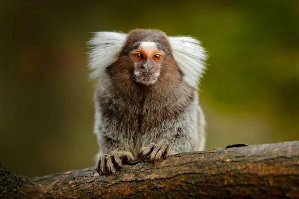 Cotton Top Tamarin Rio Cauca Kolumbia Kis Mokley Elrejtve Zöld — Stock Fotó