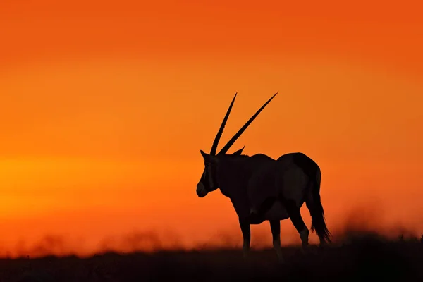 Oryx Narancssárga Homokdűnével Esti Naplementével Gemsbock Nagy Antilop Természet Élőhelyén — Stock Fotó