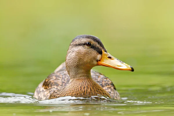 Weibchen Des Wasservogels Stockente Anas Platyrhynchos Mit Reflexion Wasser Tier — Stockfoto