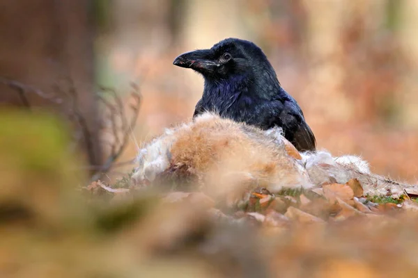 Rabe Mit Totem Killerhasen Sitzend Auf Dem Stein Vogelverhalten Der — Stockfoto