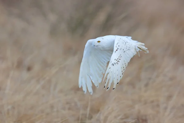 Schneeeule Nyctea Scandiaca Seltener Vogel Der Himmel Fliegt Waldwiese Bacjground — Stockfoto