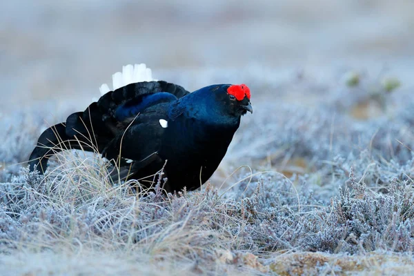 Zweden Wilde Dieren Zwarte Korhoen Dennenboom Mooie Vogel Korhoen Tetrao — Stockfoto