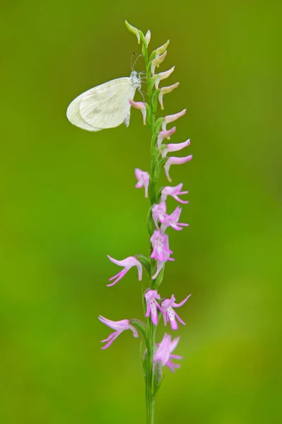 Neottianthe Cucullata Hoodform Orchid Рожева Квітка Природному Лісі Рослина Європейська — стокове фото