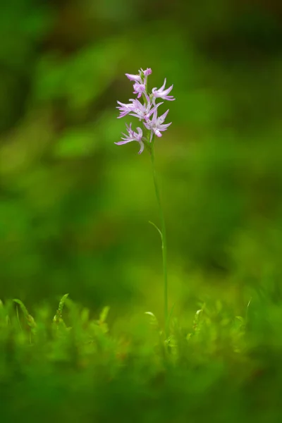 Neottianthe Cucullata Orquídea Forma Capucha Flor Rosa Hábitat Del Bosque — Foto de Stock