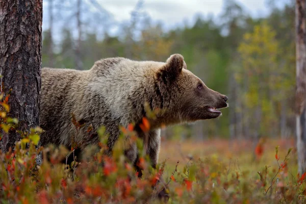 Niedźwiedź Zbliżenie Spotkanie Przyrodzie Brązowy Niedźwiedź Żółtym Lesie Jesienne Drzewa — Zdjęcie stockowe